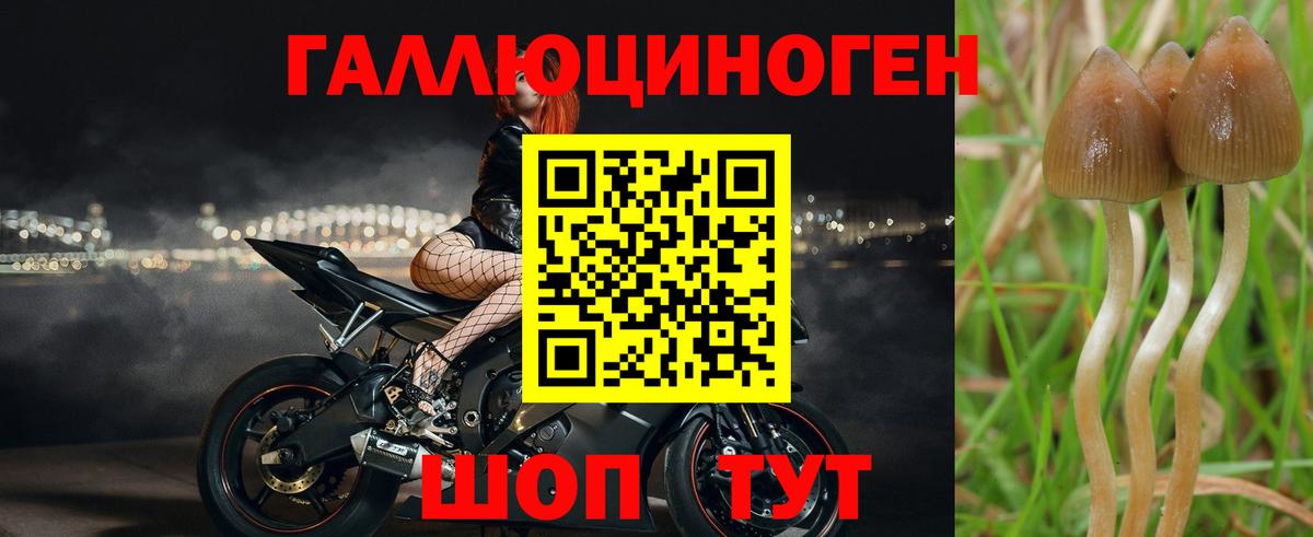 Псилоцибиновые грибы Psilocybe Назрань